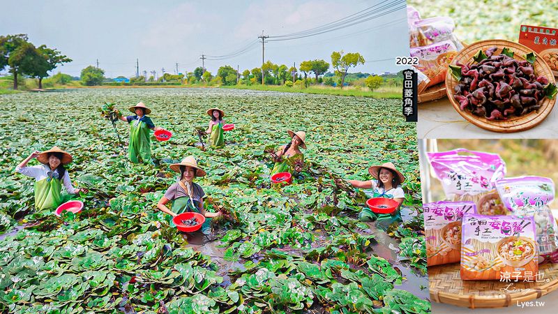 【台南】2022台南官田菱角季 親子一起來採紅菱 還有多種手作體驗與免費菱角魚丸湯、菱角紙帽喔