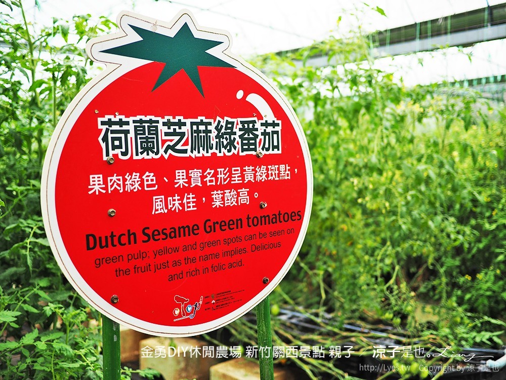 金勇DIY休閒農場 新竹關西景點 親子