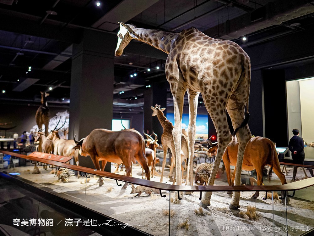 南博ONE 慢遊手札 2022臺南博物館節 奇美博物館 門票優惠 山上花園水道博物館 交通