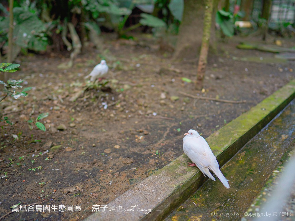鳳凰谷鳥園生態園區 南投 親子景點 森林溜滑梯 賞鳥 DIY 鹿谷 步道 吊橋 瀑布