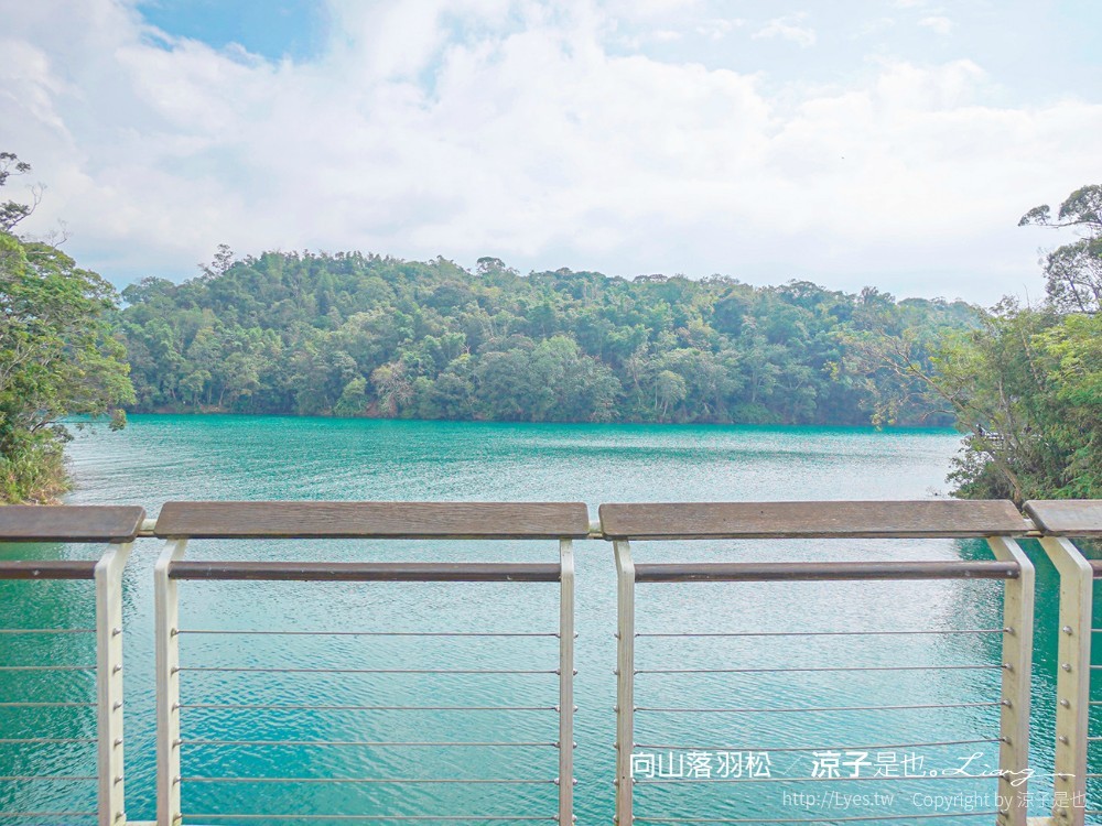 向山落羽松 日月潭自行車道 湖畔 落羽松步道 日月潭景點推薦 IG打卡 南投親子
