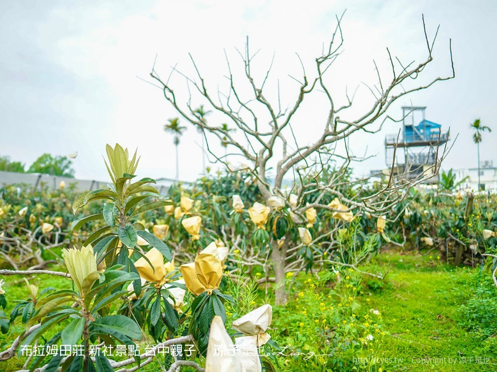 布拉姆田莊 新社景點 台中親子景點 新社美食 親子DIY 台中景點 台中親子景點 DIY活動