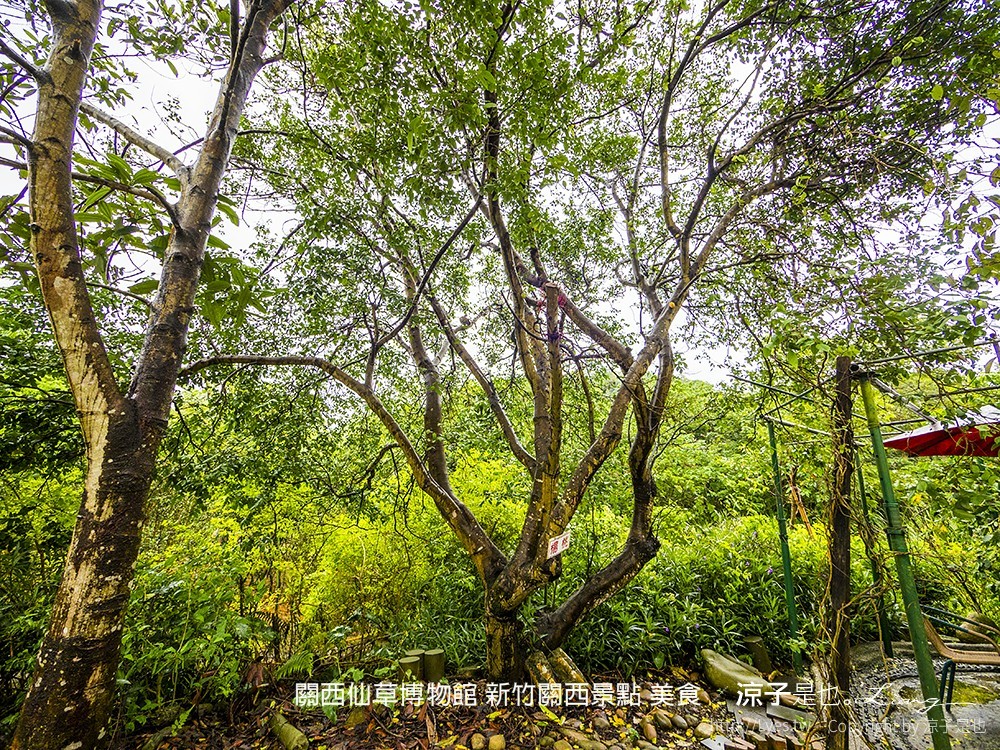 關西仙草博物館 新竹關西景點 美食