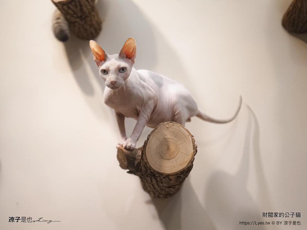 財閥家的公子貓 台南擼貓咖啡廳 台南景點推薦 狐獴 台南親子景點 室內景點 貓咪咖啡館 浣熊 狐獴 袋鼠 球蟒 雪貂 守宮