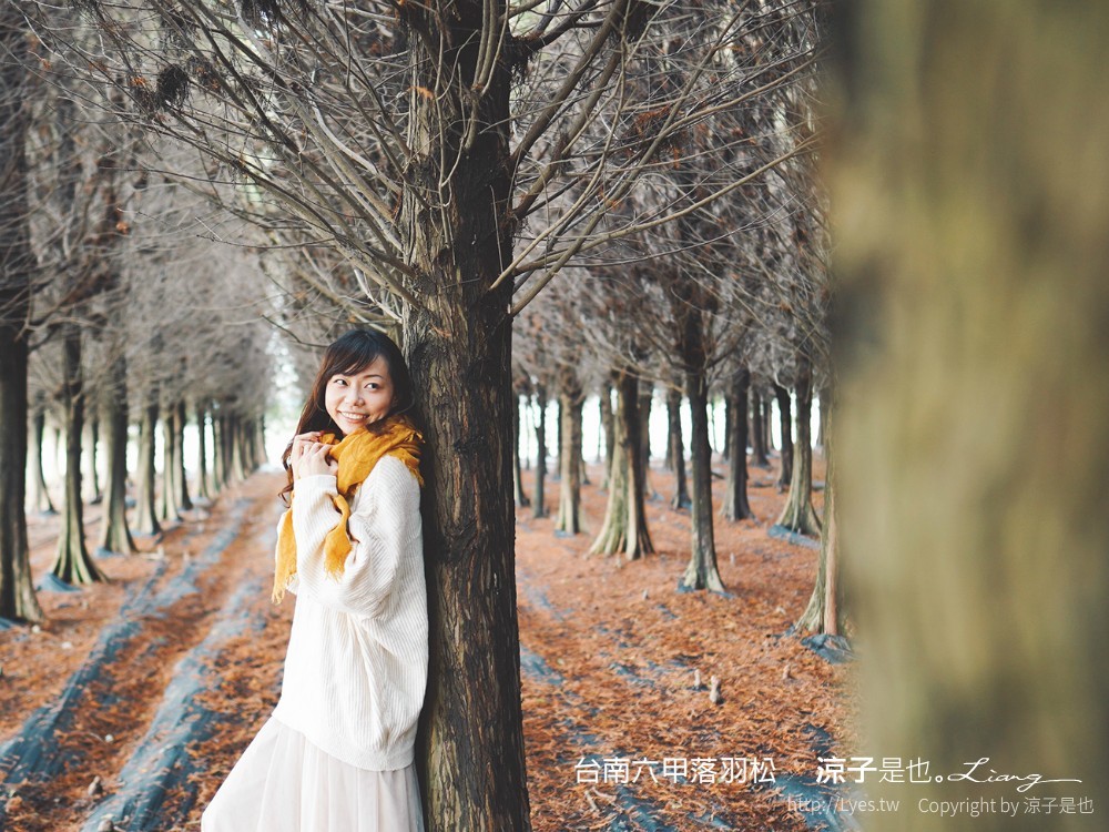 台南六甲落羽松森林秘境 台南景點 親子 2022 交通 停車場 台南一日遊 季節