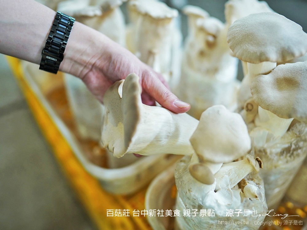 百菇莊 台中新社美食 親子景點