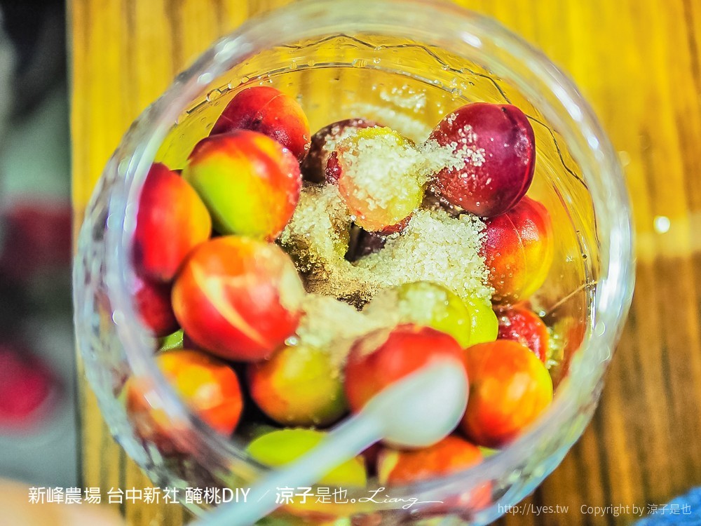 新峰農場 台中新社 醃桃DIY