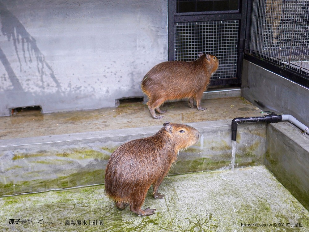 鳳梨屋水上莊園 宜蘭景點 一日遊 鳳梨屋門票 戲水池 動物園 水豚君 網美景點 水簾鞦韆 鳳梨泳池 餵羊 宜蘭豪華懶人露營 Villa 網美景點