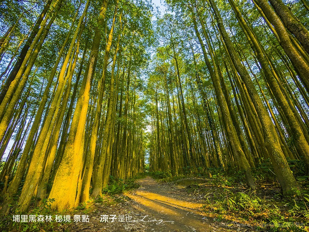 埔里黑森林 秘境 景點
