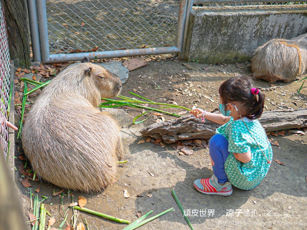 頑皮世界野生動物園攻略 門票優惠 台南親子景點 南台灣動物園 水豚君 長頸鹿 遊樂設施 戲水池