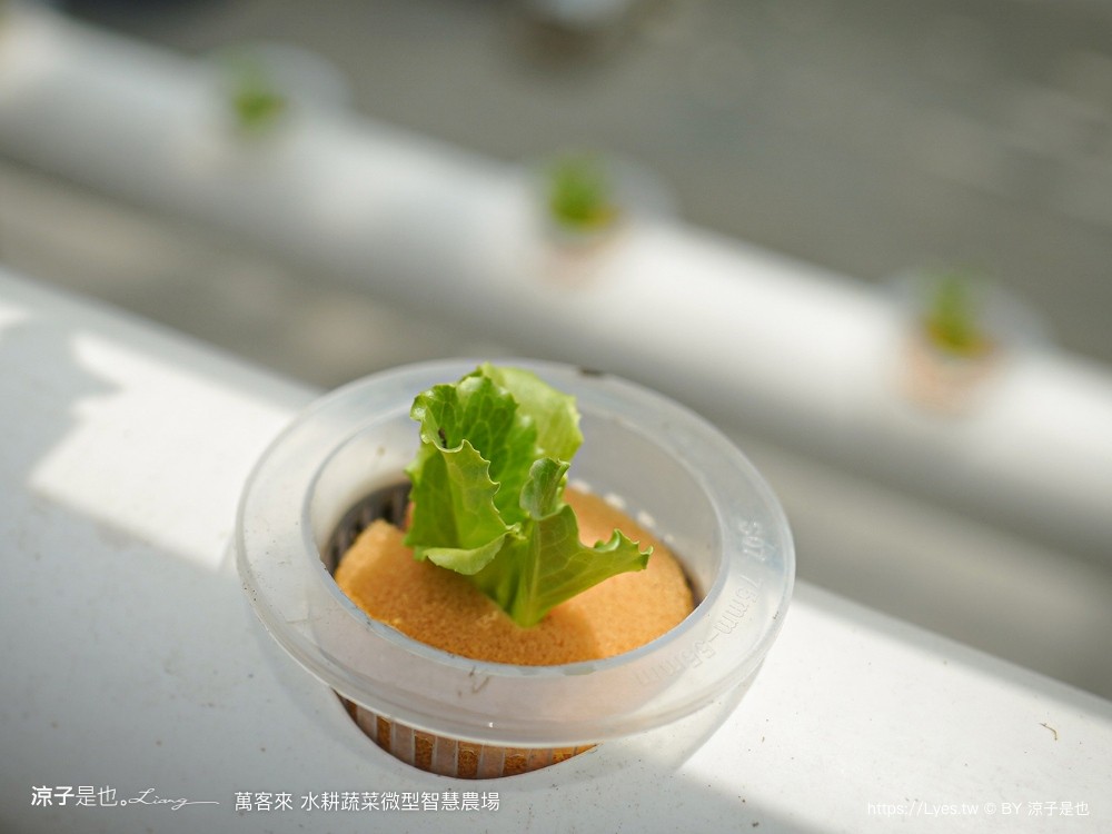 萬客來水耕蔬菜微型智慧農場 菜單 台南餐廳 台南美食 玻璃屋餐廳 台南景觀餐廳 早午餐