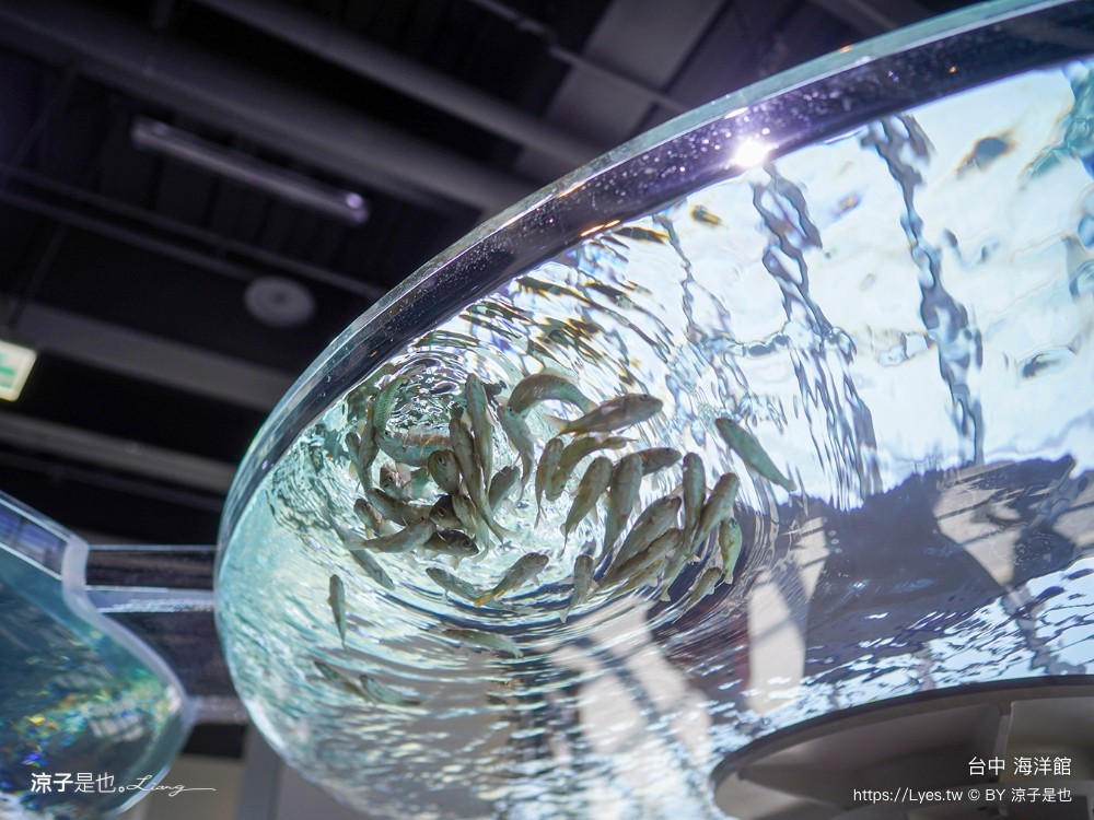 台中海洋館 門票優惠 交通 八大展區 免費票 台中親子景點 台中景點推薦 懶人包 攻略 必看特色