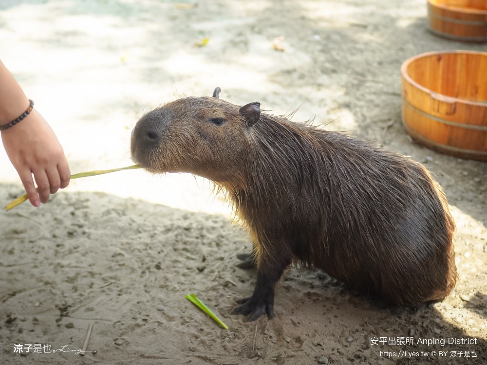安平出張所 台南安平景點 免費水豚景點 親子 diy 誕生鹽御守 日式建築 台南伴手禮 安平一日遊