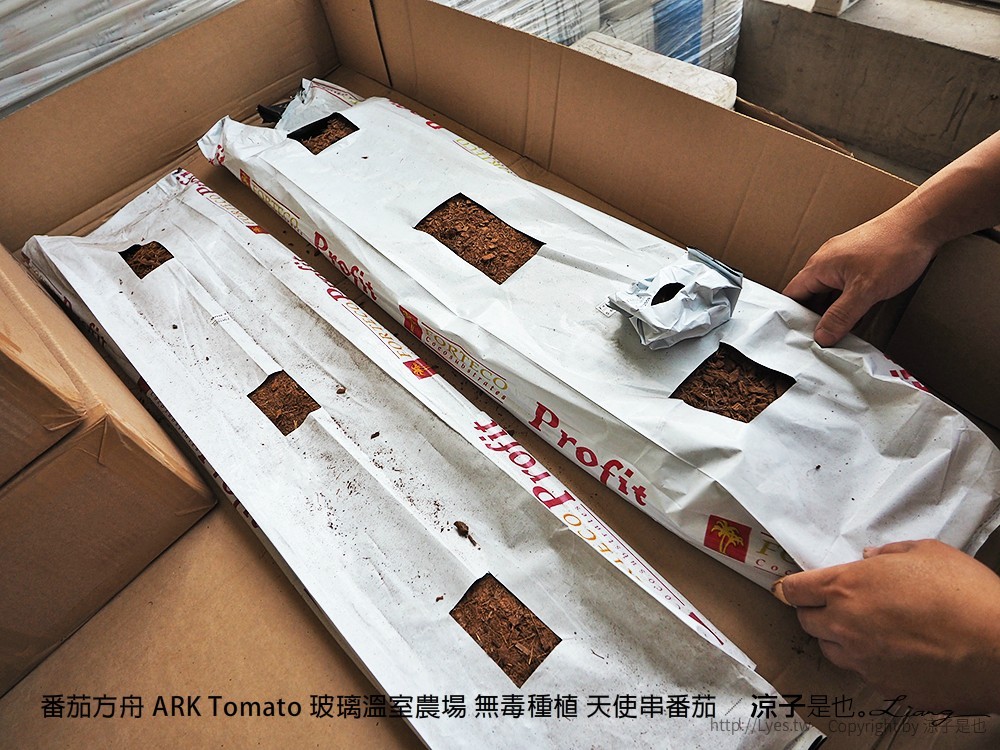 番茄方舟 ARK Tomato 玻璃溫室農場 無毒種植 天使串番茄