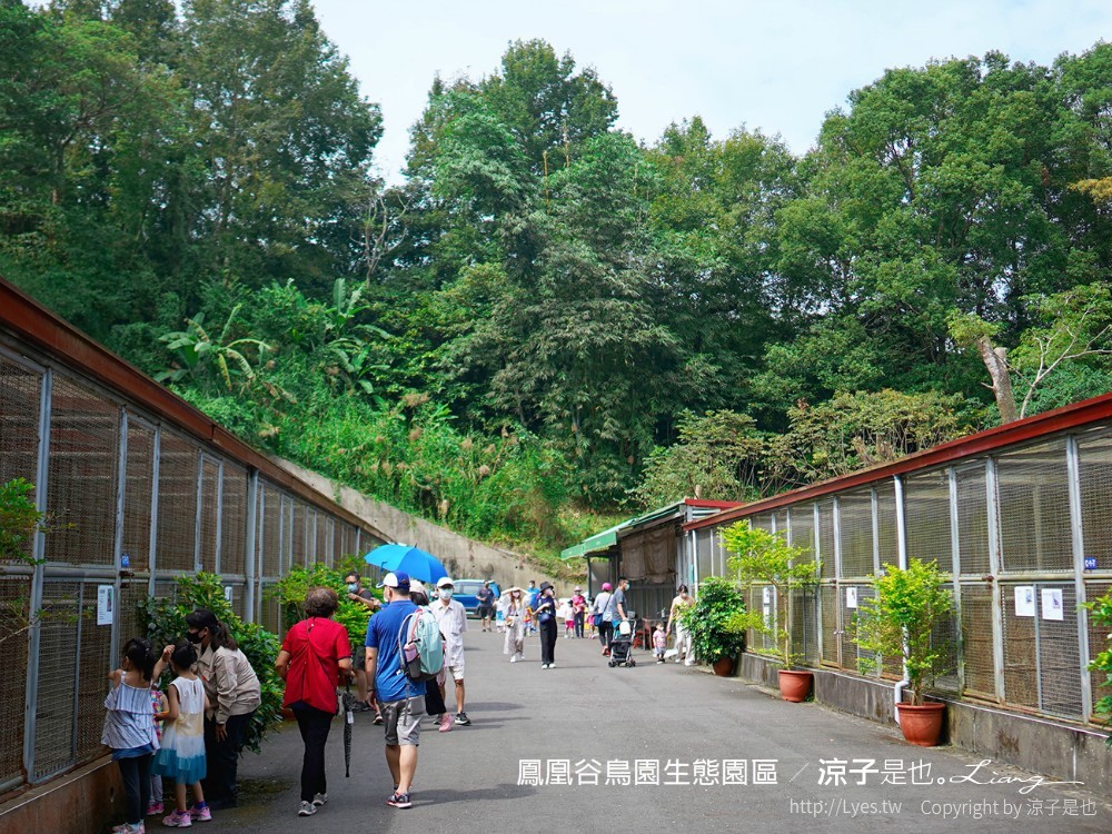 鳳凰谷鳥園生態園區 南投 親子景點 森林溜滑梯 賞鳥 DIY 鹿谷 步道 吊橋 瀑布