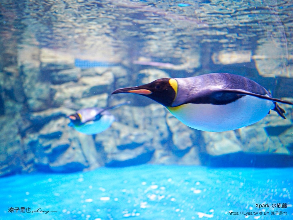 xpark水族館 門票優惠 桃園 親子景點 最新攻略 必看展區 美食餐廳 交通 停車 住宿