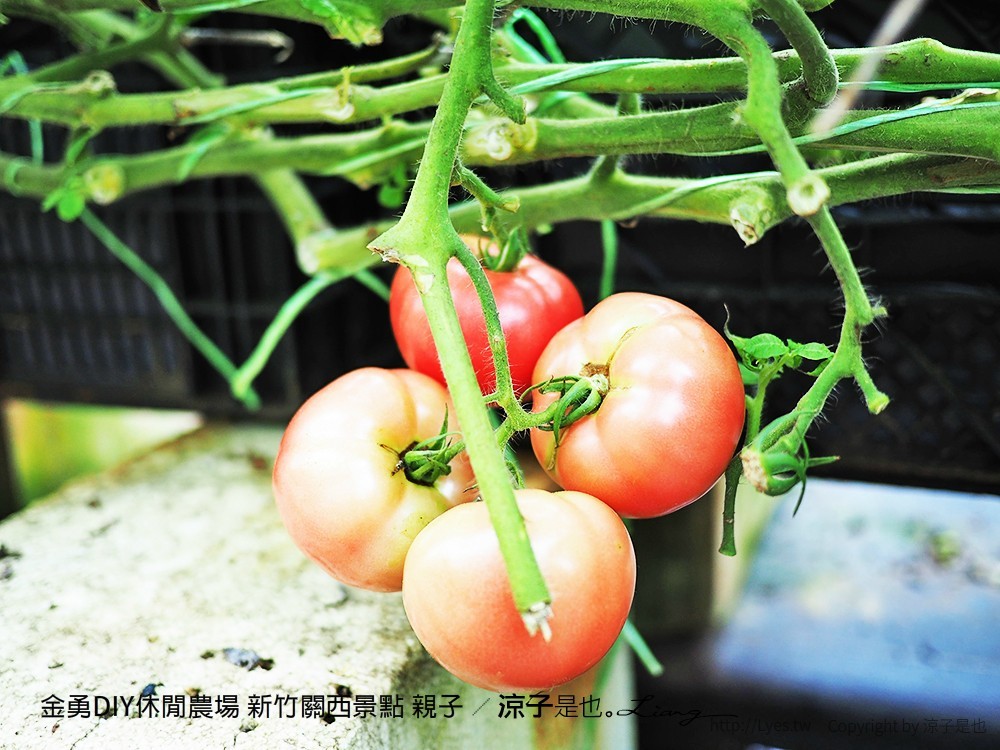 金勇DIY休閒農場 新竹關西景點 親子
