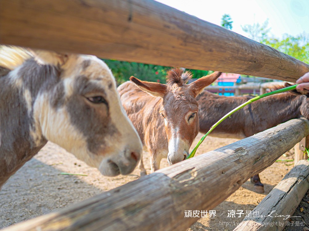 頑皮世界野生動物園攻略 門票優惠 台南親子景點 南台灣動物園 水豚君 長頸鹿 遊樂設施 戲水池
