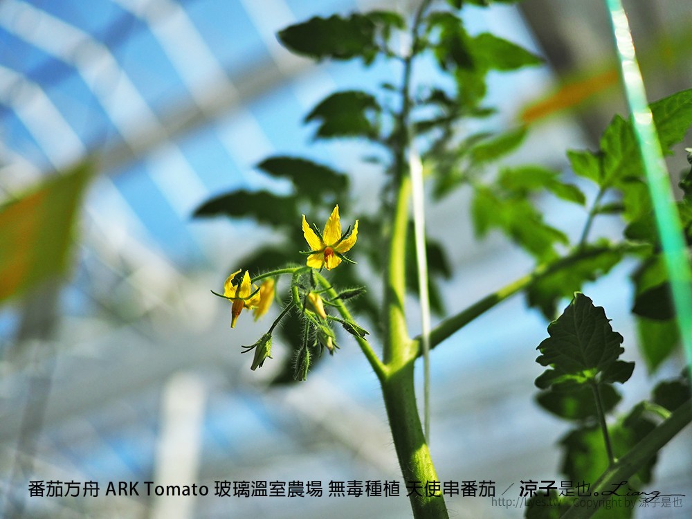 番茄方舟 ARK Tomato 玻璃溫室農場 無毒種植 天使串番茄