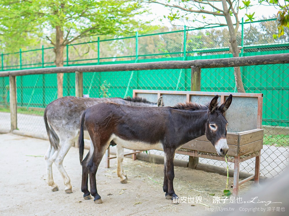 頑皮世界野生動物園攻略 門票優惠 台南親子景點 南台灣動物園 水豚君 長頸鹿 遊樂設施 戲水池