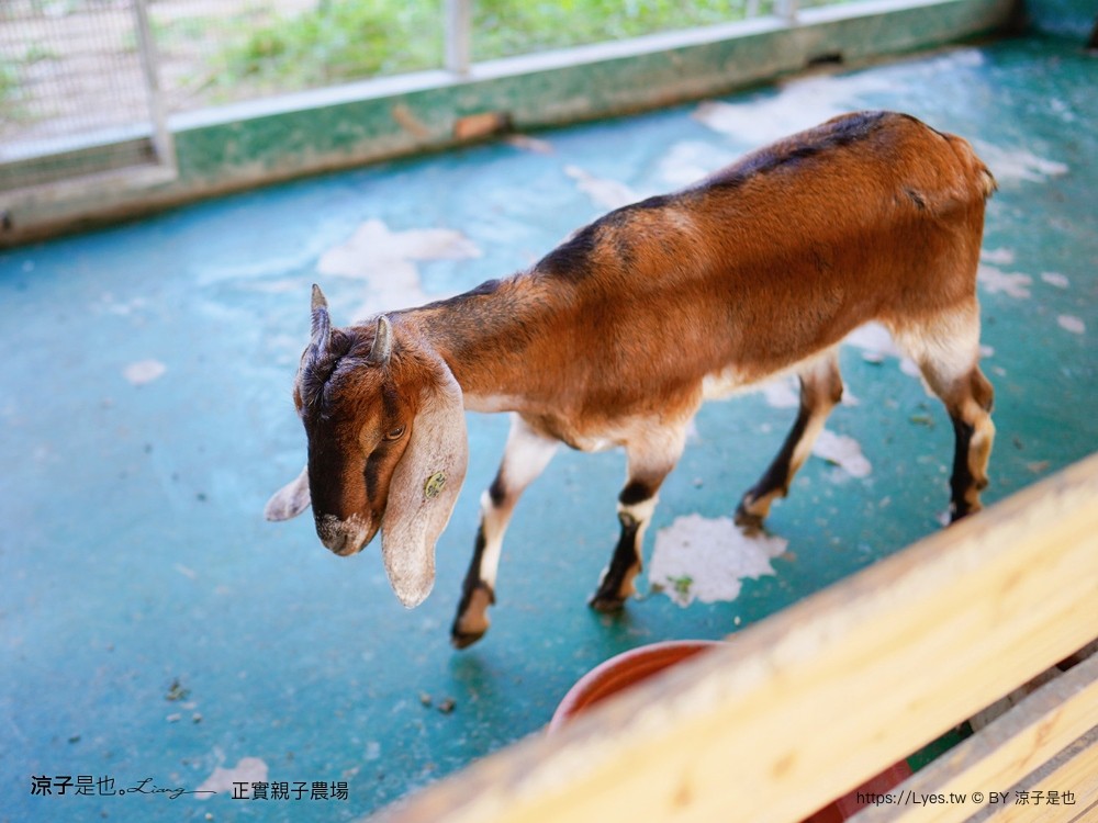 正實親子農場 門票 彰化 親子景點 撿雞蛋 氣墊樂園 溜滑梯 免費 餵小動物體驗 沙坑