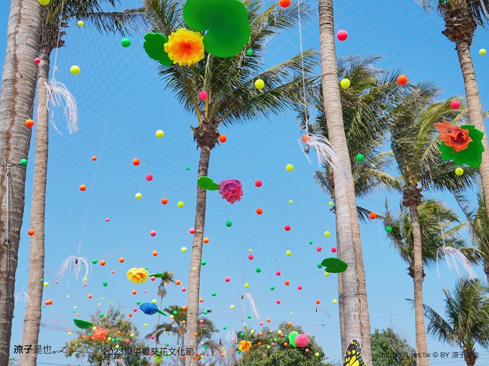學甲蜀葵花文化節 2023 蜀葵花季 一丈紅迷宮 紫色鼠尾草 季節 花況 交通 學甲景點