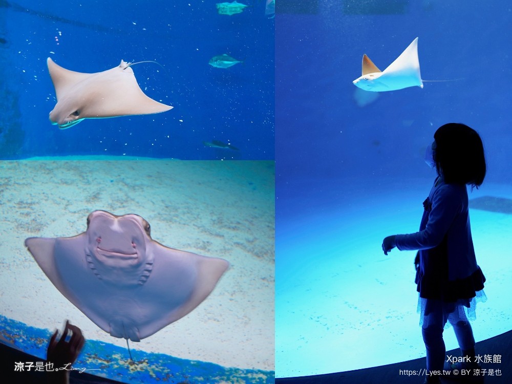 xpark水族館 門票優惠 桃園 親子景點 最新攻略 必看展區 美食餐廳 交通 停車 住宿