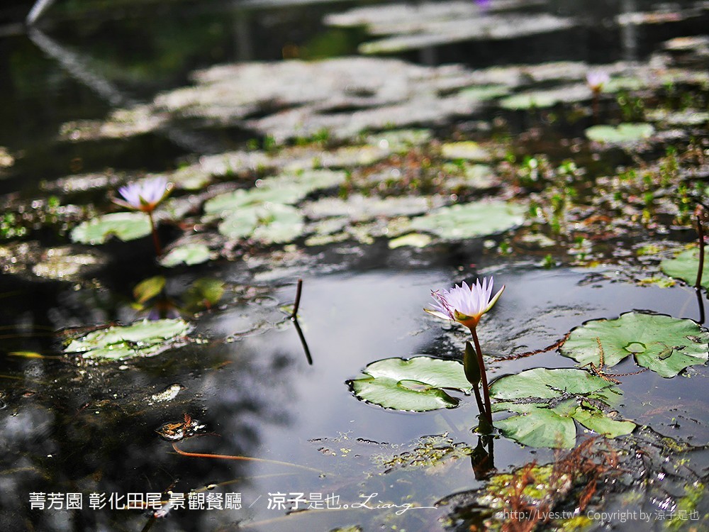 菁芳園 彰化田尾 景觀餐廳