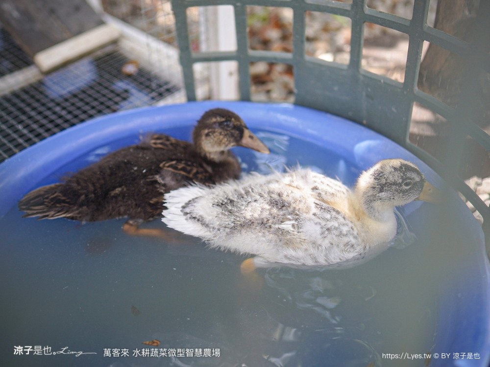 萬客來水耕蔬菜微型智慧農場 菜單 台南餐廳 台南美食 玻璃屋餐廳 台南景觀餐廳 早午餐