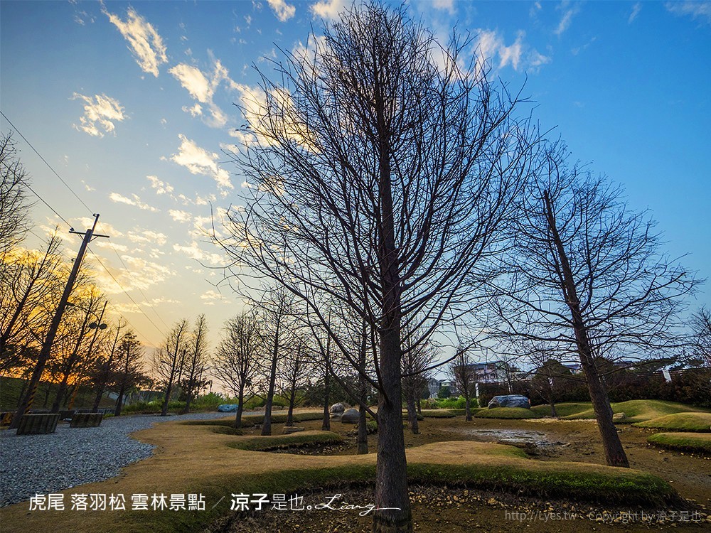 虎尾 落羽松 雲林景點