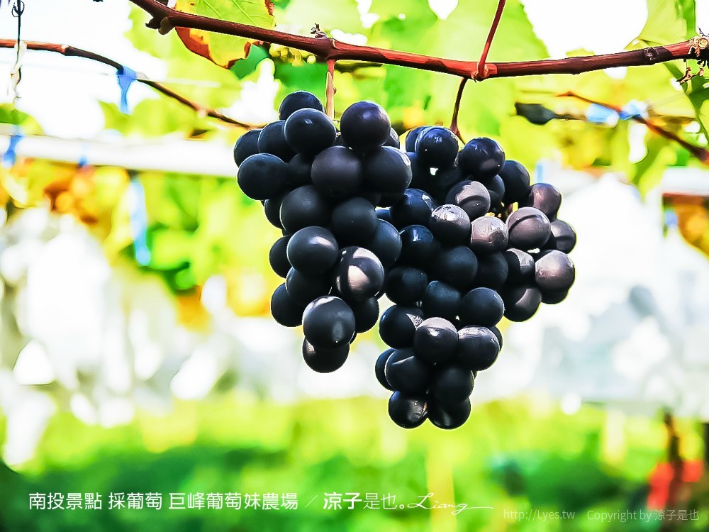 南投景點 採葡萄 巨峰葡萄妹農場