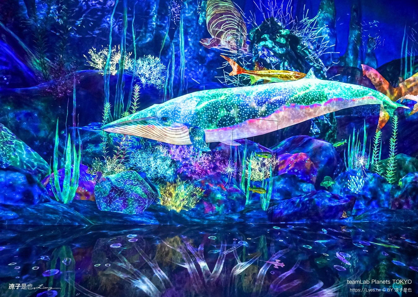 teamLab Planets TOKYO 東京teamLab 豐洲teamLab 東京景點 日本自由行