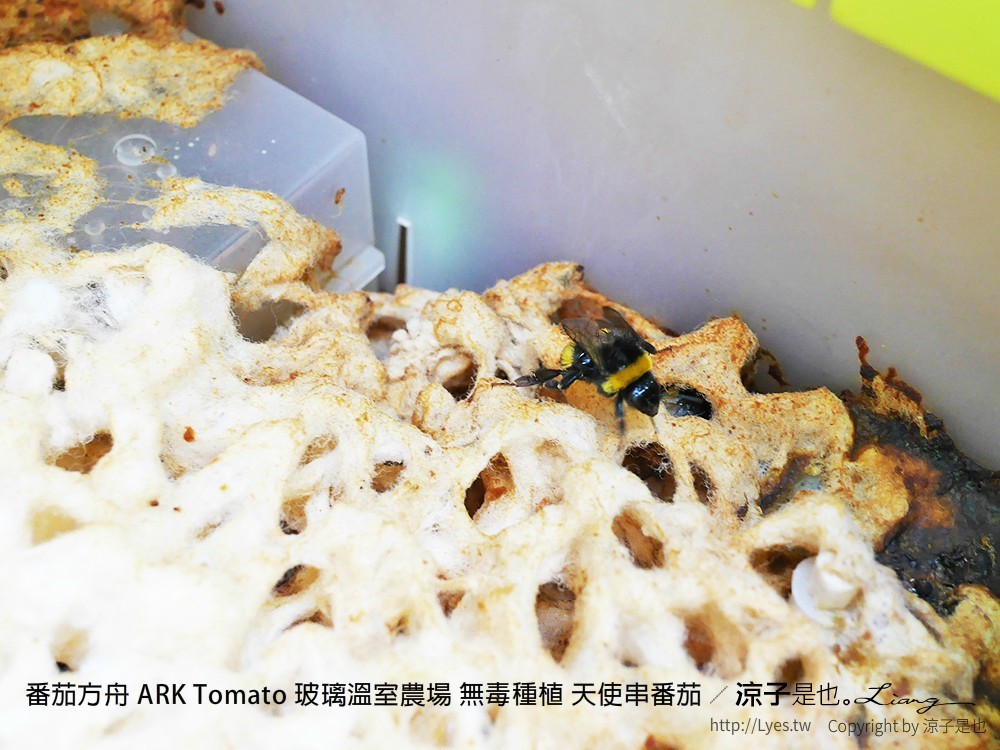 番茄方舟 ARK Tomato 玻璃溫室農場 無毒種植 天使串番茄