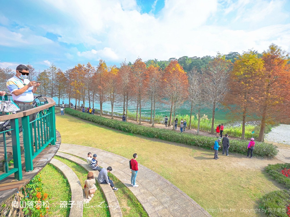 向山落羽松 日月潭自行車道 湖畔 落羽松步道 日月潭景點推薦 IG打卡 南投親子