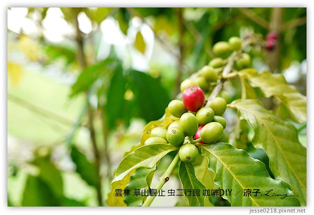 雲林古坑-華山觀止虫二行館(咖啡烘焙DIY篇)
