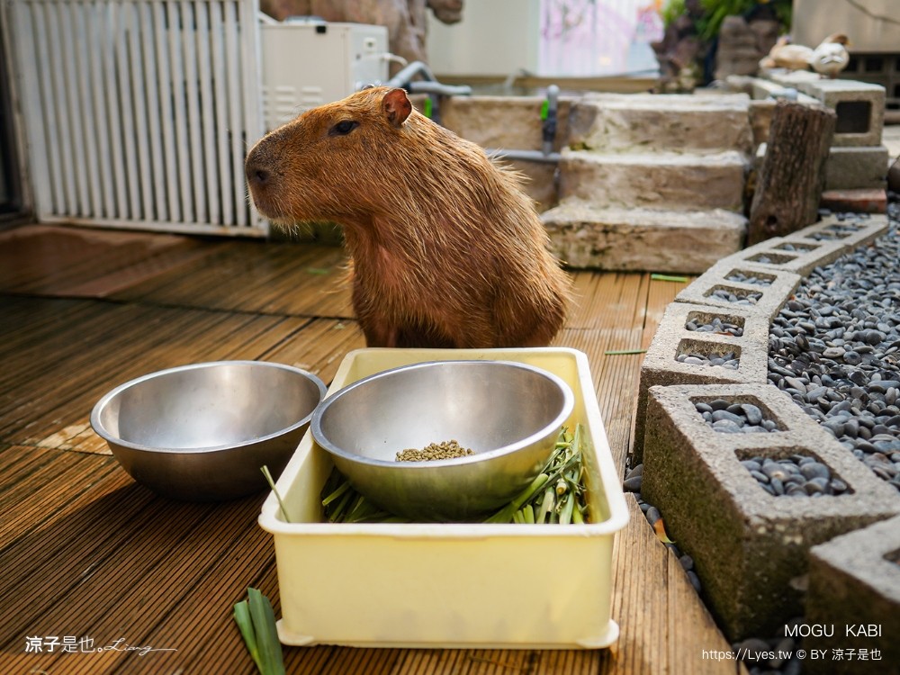 mogu kabi 豆塔專賣店 台南水豚景點 菜單 台南甜點推薦 夏威夷豆塔 台南水豚下午茶 水果塔 水豚打卡景點