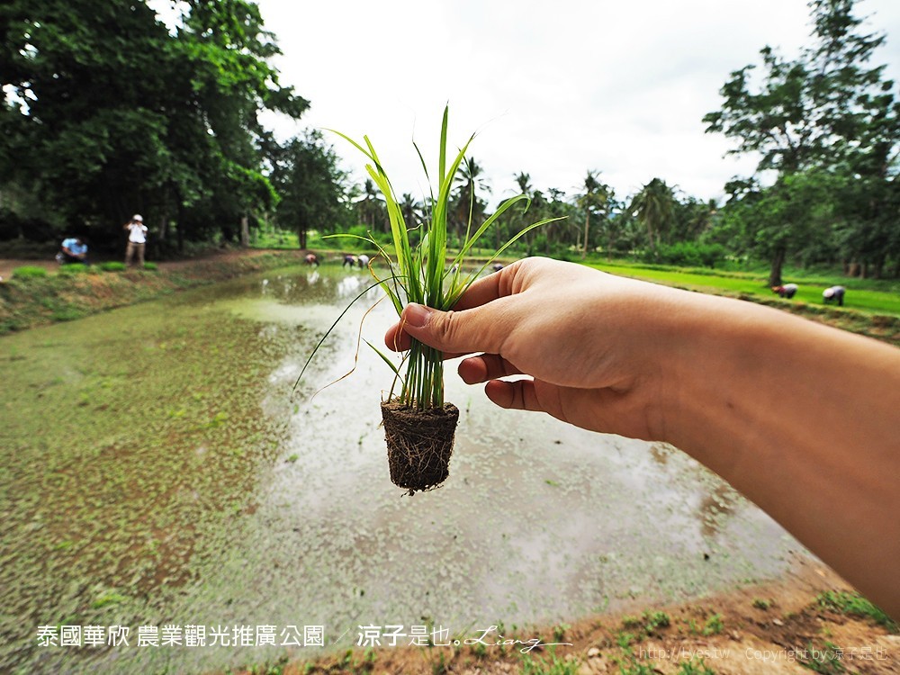 泰國華欣 農業觀光推廣公園