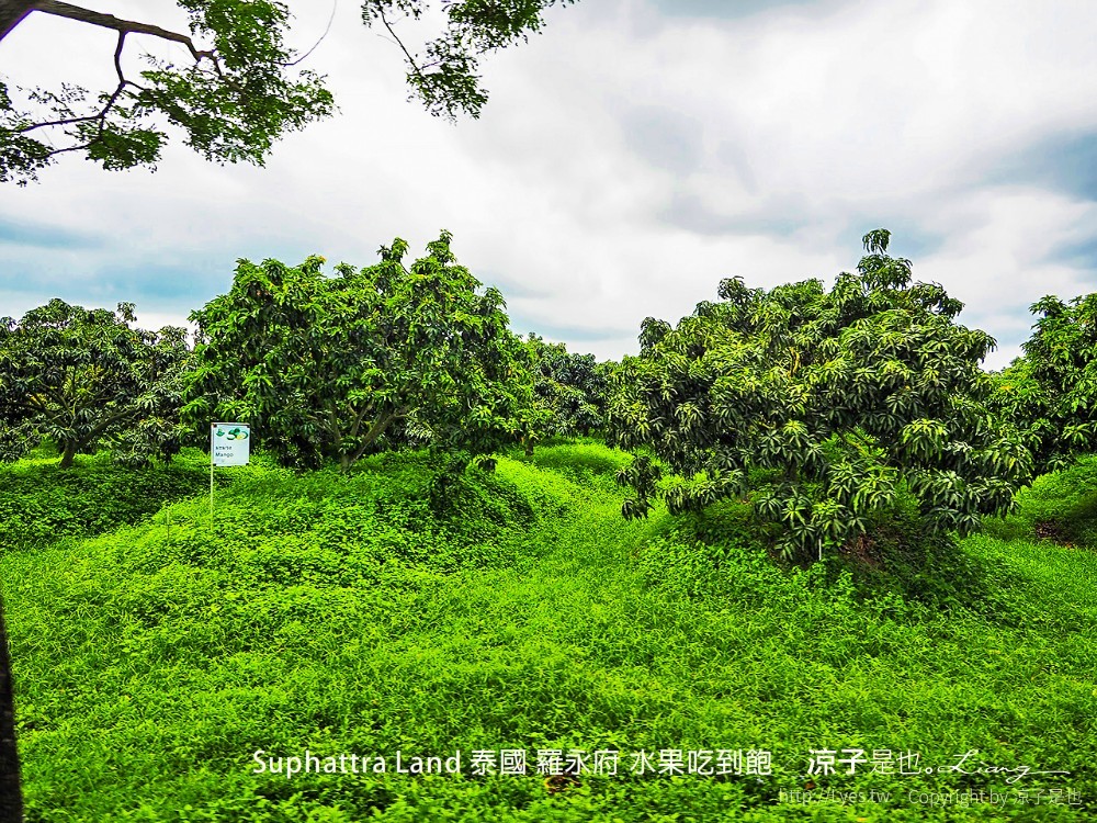 suphattra land 泰國 羅勇府 水果吃到飽