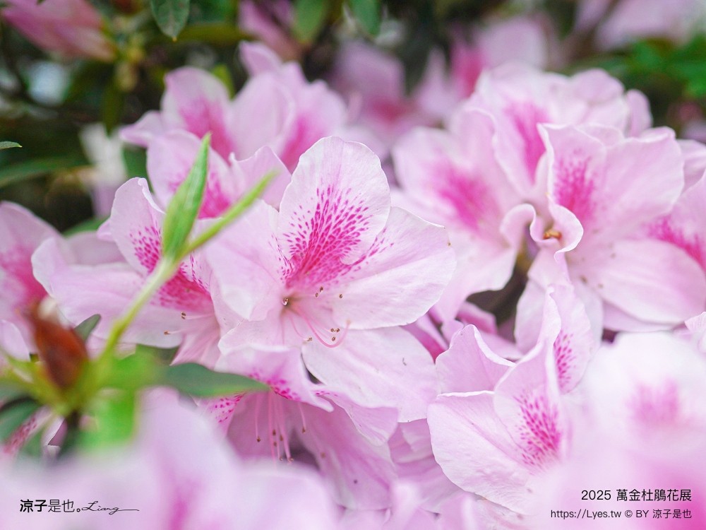 萬金杜鵑花展2025 金山中山溫泉公園 新北景點 北海岸活動 交通 展期 花藝造景 打卡必拍 懶人包