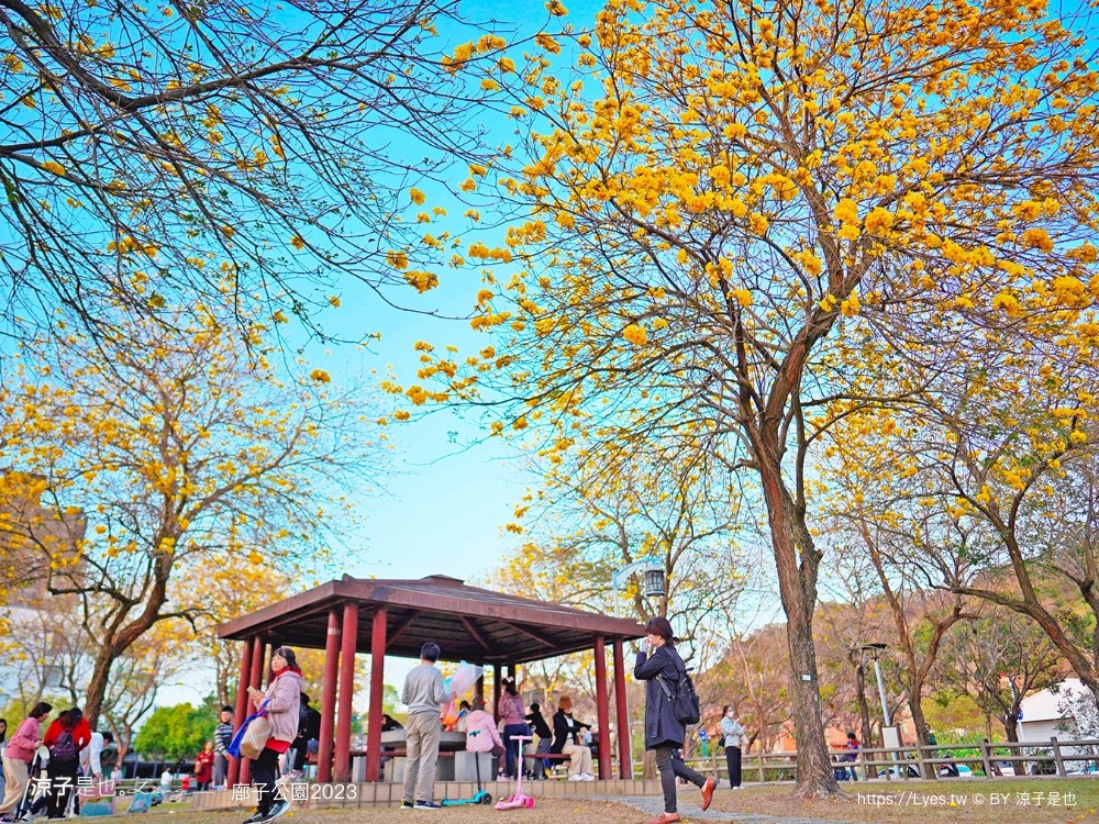 廍子公園2023 黃金風鈴木 台中親子景點 野餐 賞花