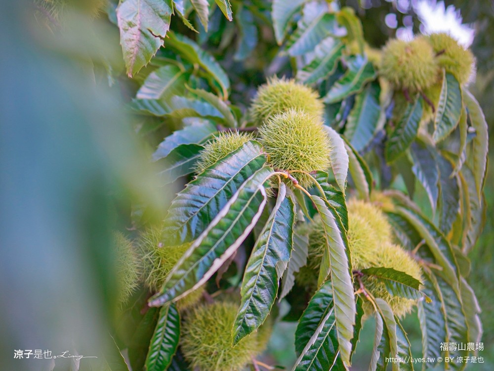 福壽山農場 民宿房型 住宿 露營 蘋果