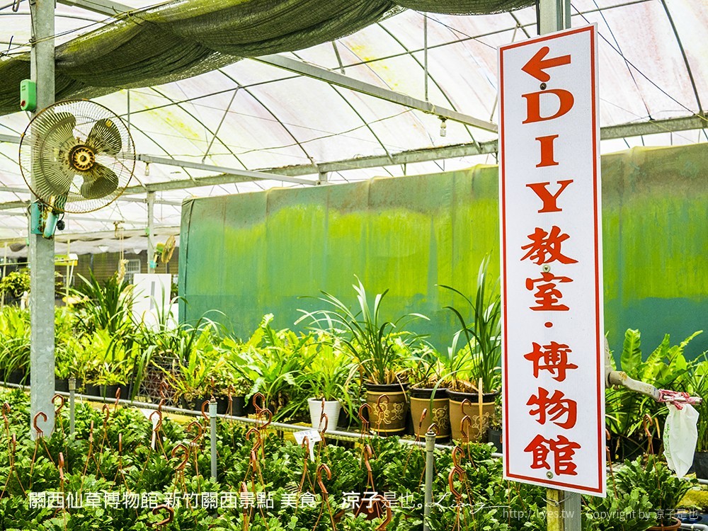 關西仙草博物館 新竹關西景點 美食