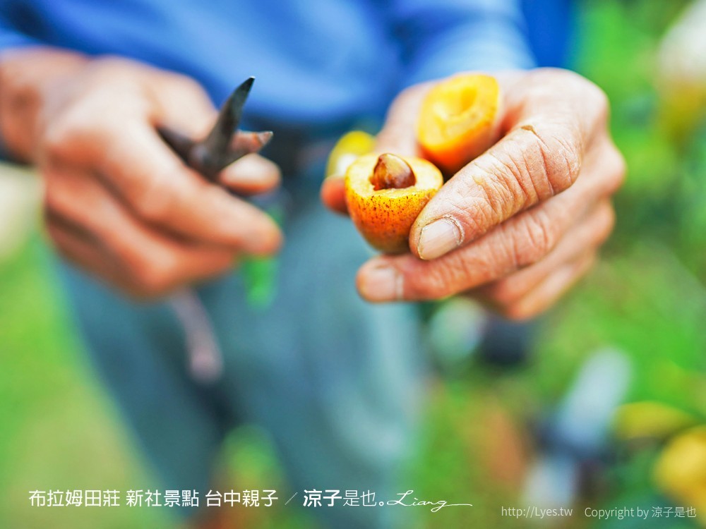 布拉姆田莊 新社景點 台中親子景點 新社美食 親子DIY 台中景點 台中親子景點 DIY活動