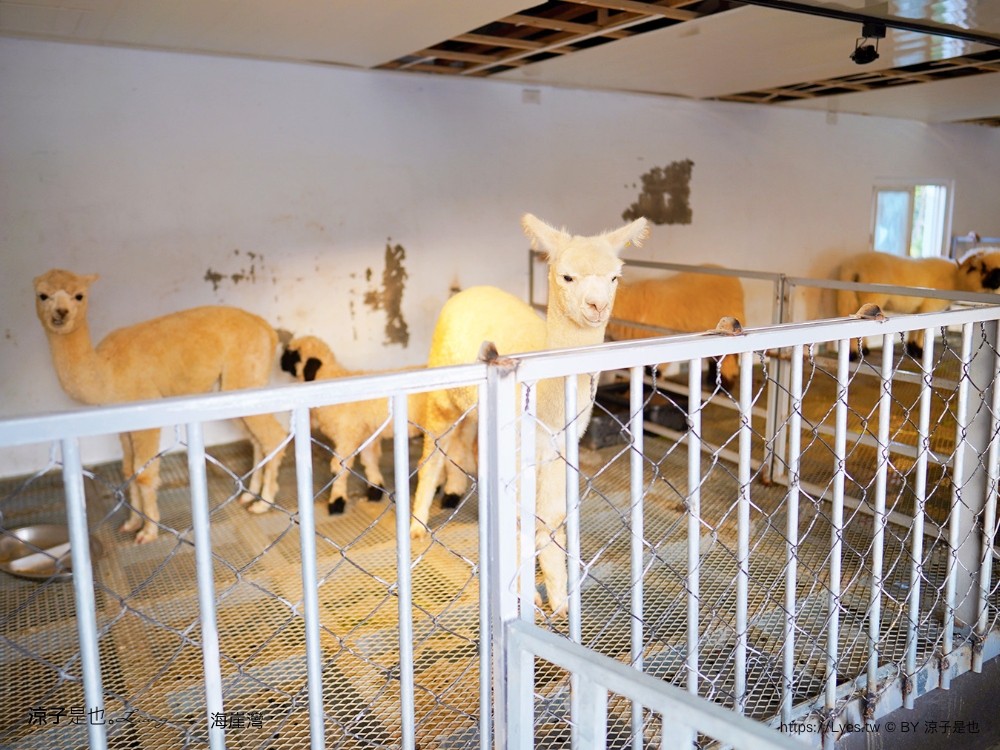 海崖灣 菜單 門票 屏東關山夕陽 墾丁景點 親子景點 墾丁海景 水豚君 草泥馬 笑笑羊