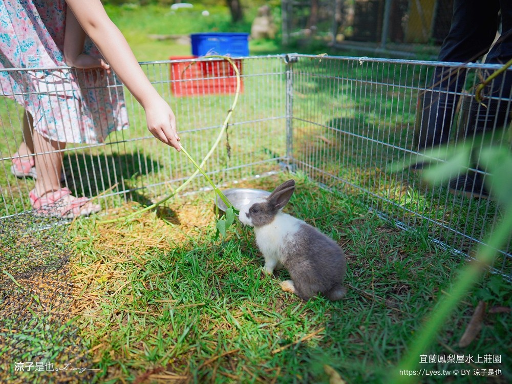 鳳梨屋水上莊 餵羊 早餐 晚餐 帳棚 親子diy