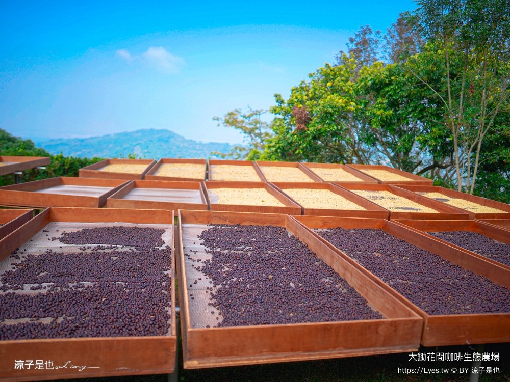 大鋤花間 咖啡生態農場 菜單 台南景點 台南東山175咖啡公路 咖啡館 景觀餐廳