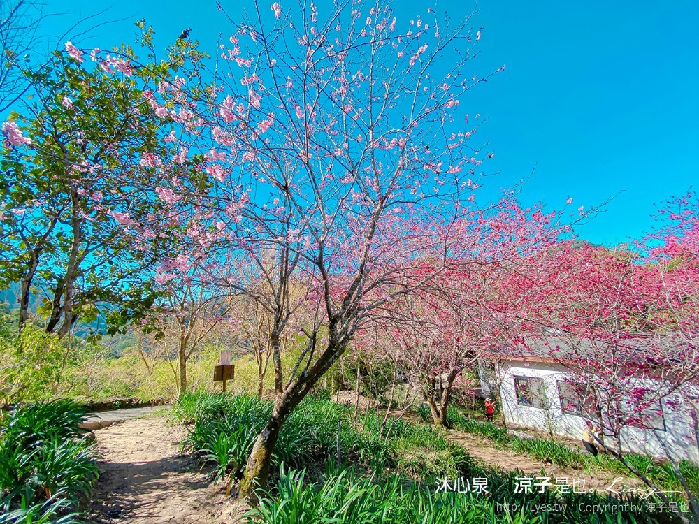 沐心泉休閒農場 2022 櫻花花況 票價 台中景點 預約 新社 親子景點 接泊車 白雪木 黃金楓