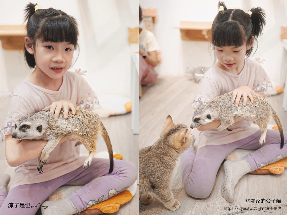 財閥家的公子貓 台南擼貓咖啡廳 台南景點推薦 狐獴 台南親子景點 室內景點 貓咪咖啡館 浣熊 狐獴 袋鼠 球蟒 雪貂 守宮