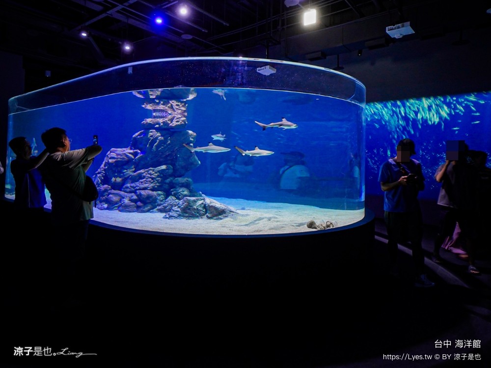 台中海洋館 門票優惠 交通 八大展區 免費票 台中親子景點 台中景點推薦 懶人包 攻略 必看特色