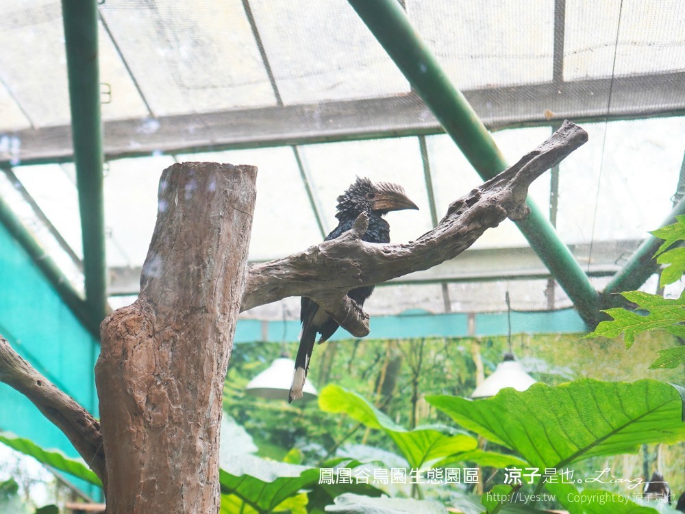 鳳凰谷鳥園生態園區 南投 親子景點 森林溜滑梯 賞鳥 DIY 鹿谷 步道 吊橋 瀑布